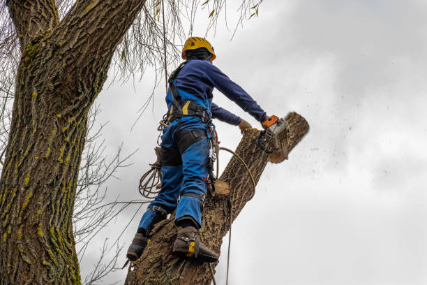 Best Stump Grinding and Removal  in Albuquerque, NM