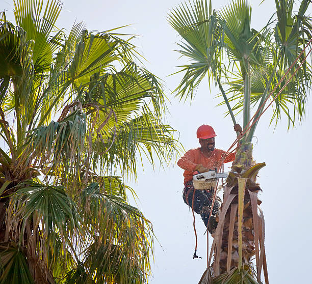 How Our Tree Care Process Works  in  Albuquerque, NM